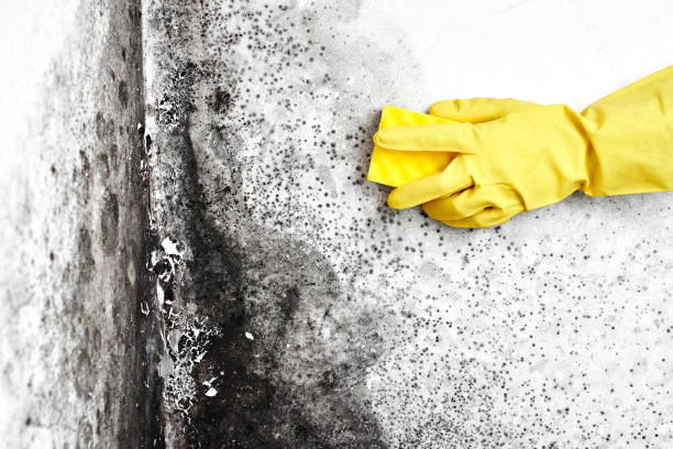 Mold Testing and Removal in Madras, OR