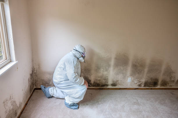 Attic Mold Removal in Madras, OR