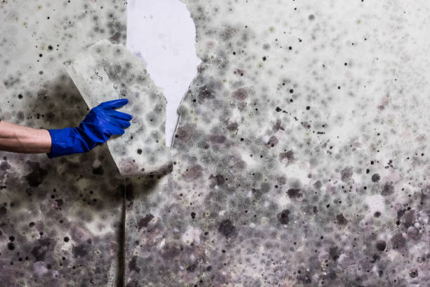 Best Same-Day Mold Removal  in Madras, OR